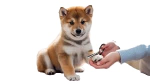Paw & Nail care