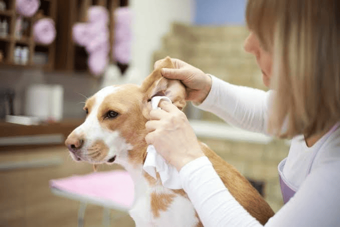 Ear & Dental Care