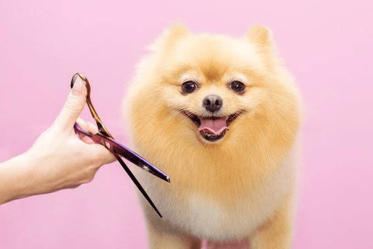 Haircut and Styling